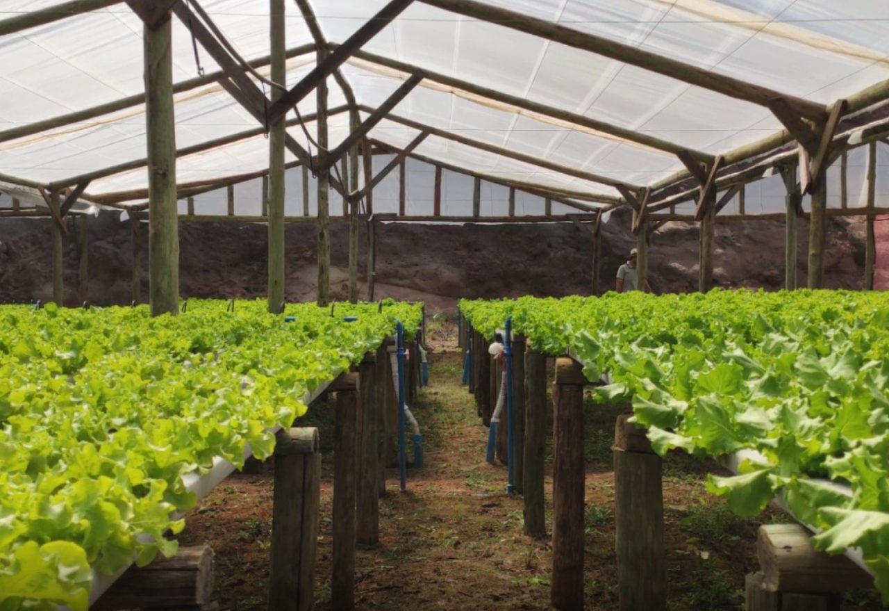 Lance no Campo: Produtor de hortaliças hidropônicas sente na pele o efeito da estiagem