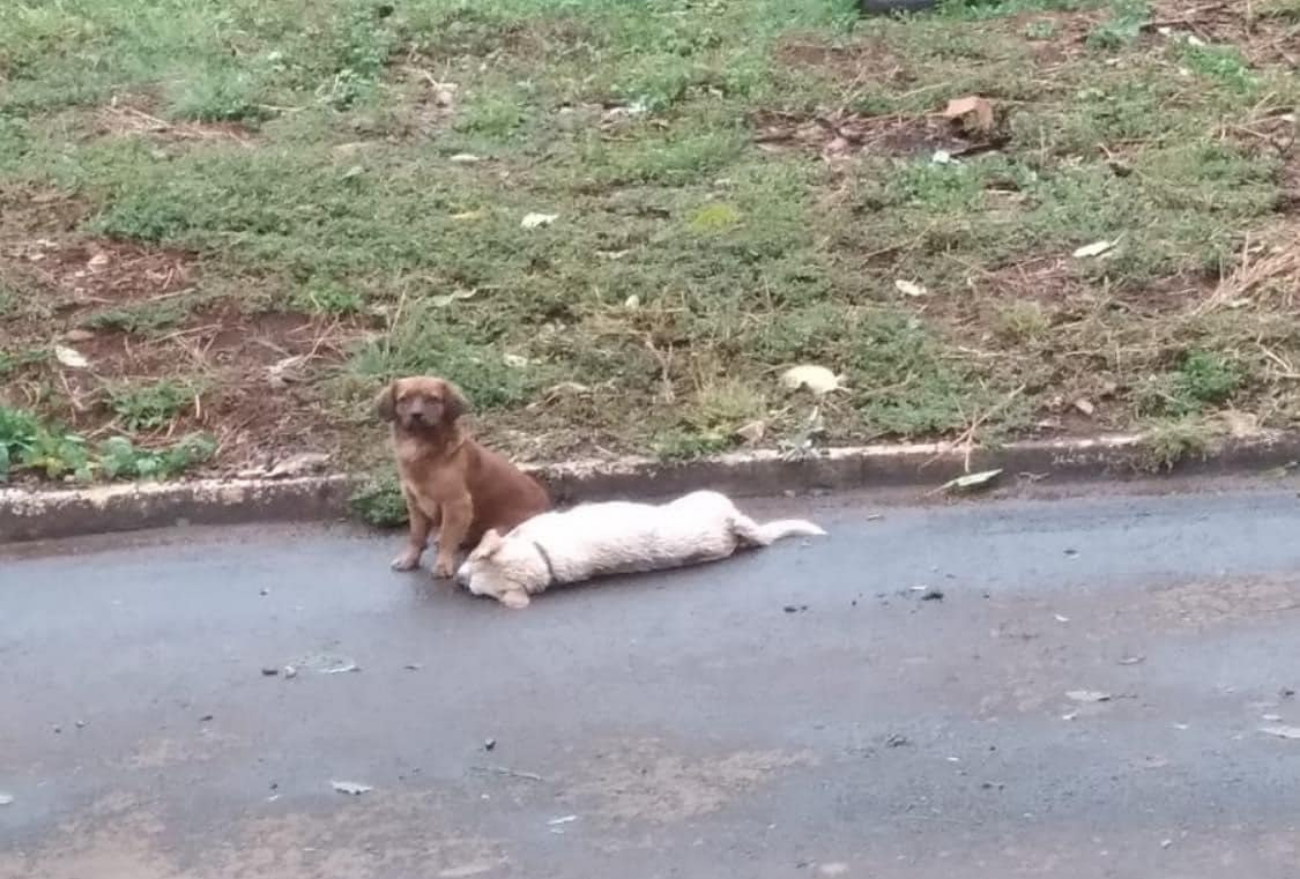 Lealdade: cachorro permanece com amigo que morreu atropelado e cena viraliza
