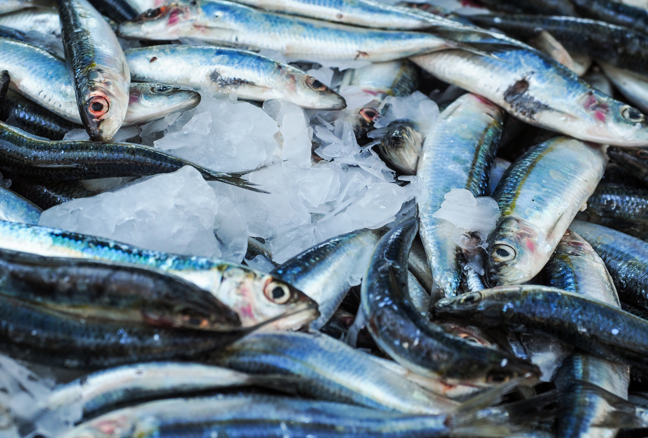 Feira do peixe vivo acontece nesta quinta-feira (14), em Ipumirim