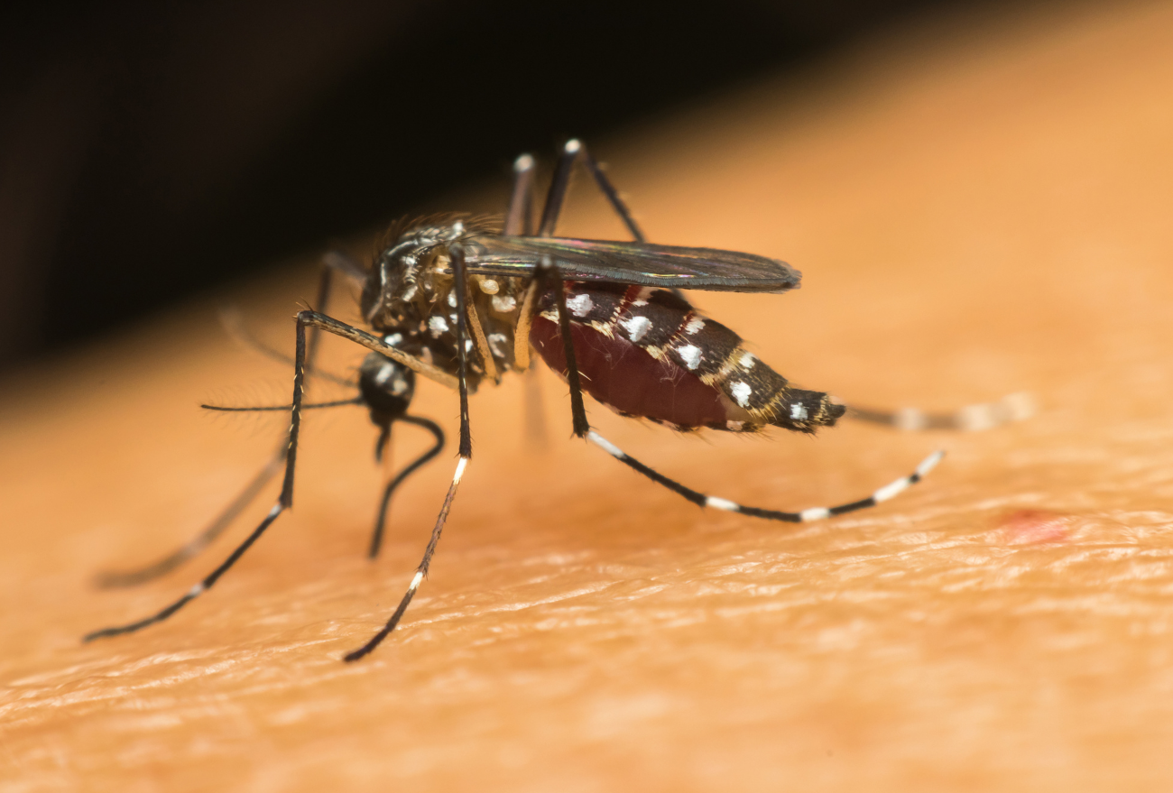 Faxinal dos Guedes possui 19 casos positivos de Dengue