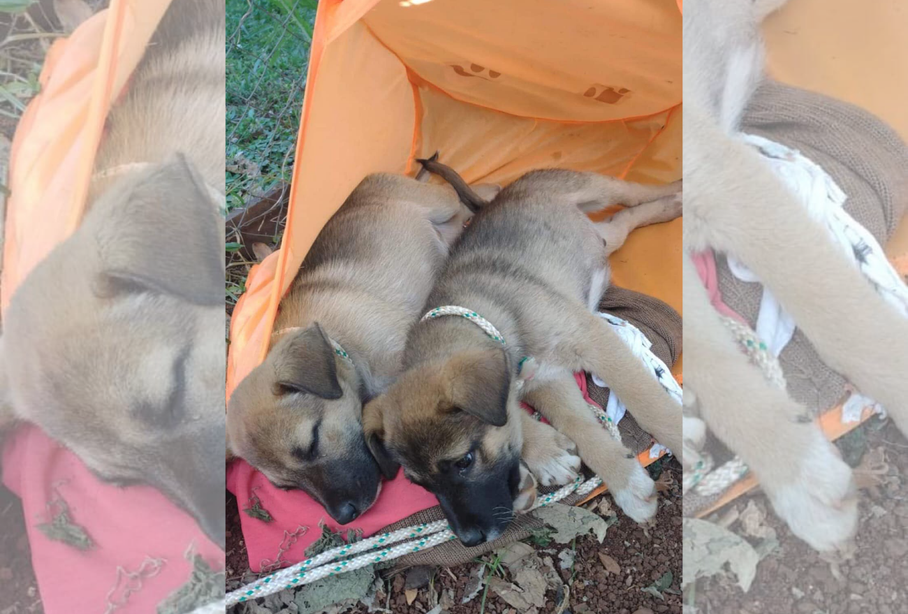 Indignação: moradora encontra filhotes de cães dentro de um saco de lixo