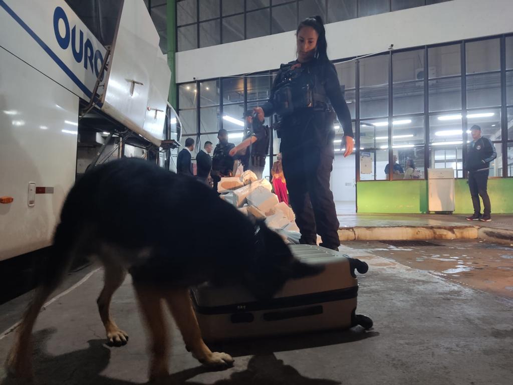 Mais de 25 quilos de maconha são apreendidos em operação da Polícia Civil em municípios da região