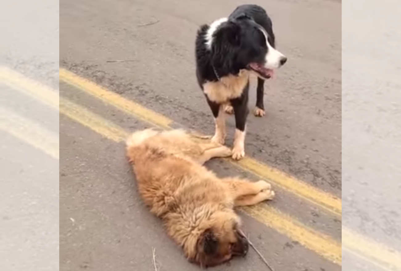 Lealdade: cão fiel permanece com seu amigo que morreu atropelado
