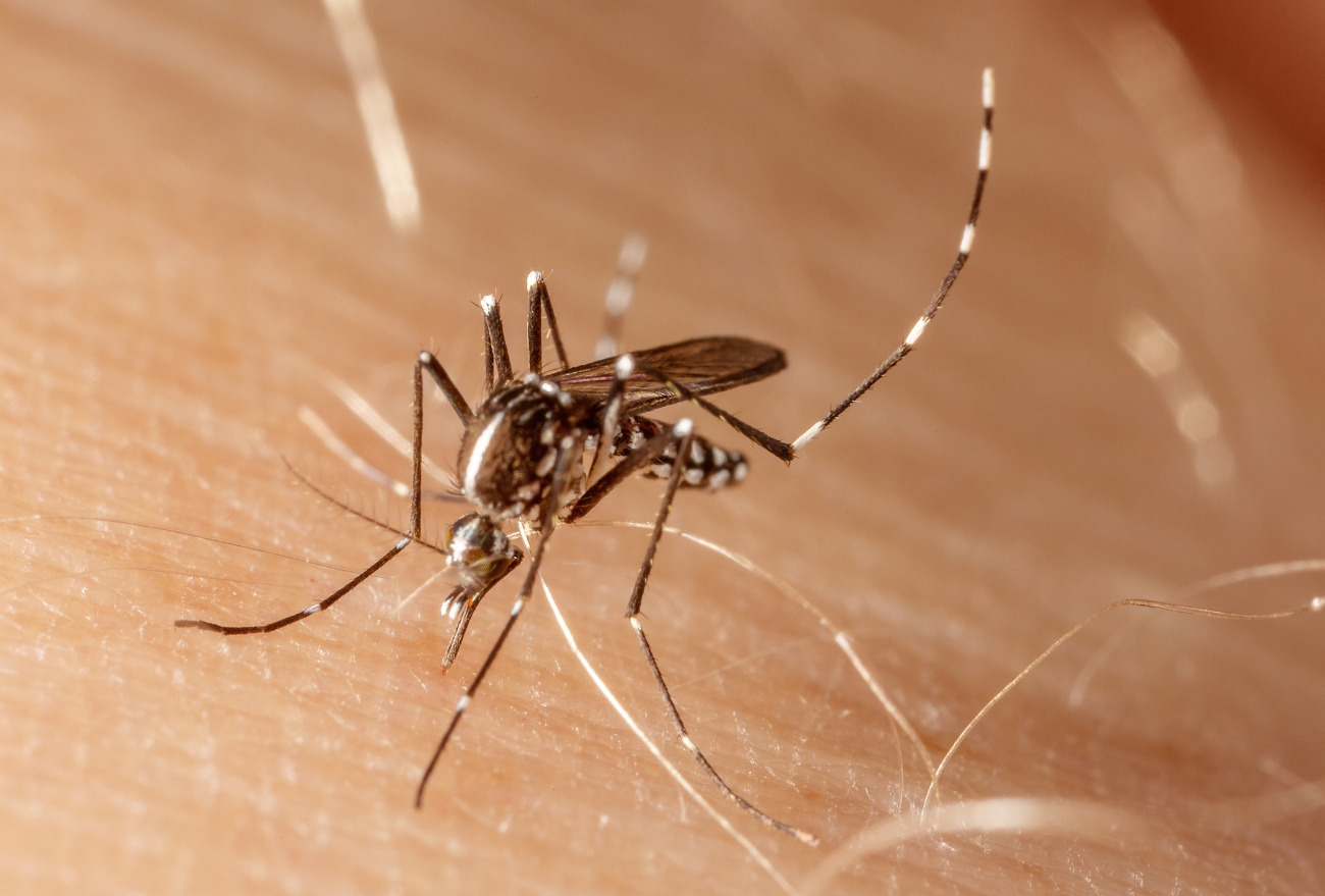 Faxinal dos Guedes divulga o boletim da Dengue desta quinta-feira (23)