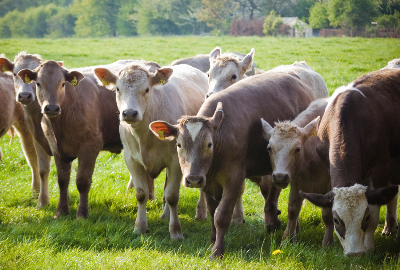Pesquisa da Epagri visa reduzir emissão de gases do efeito estufa na pecuária catarinense