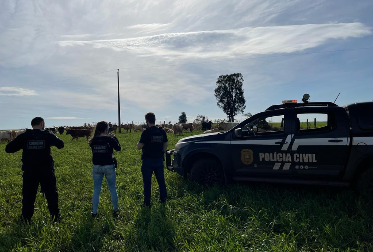 Polícia Civil recupera cabeças de gado subtraídas em Abelardo Luz