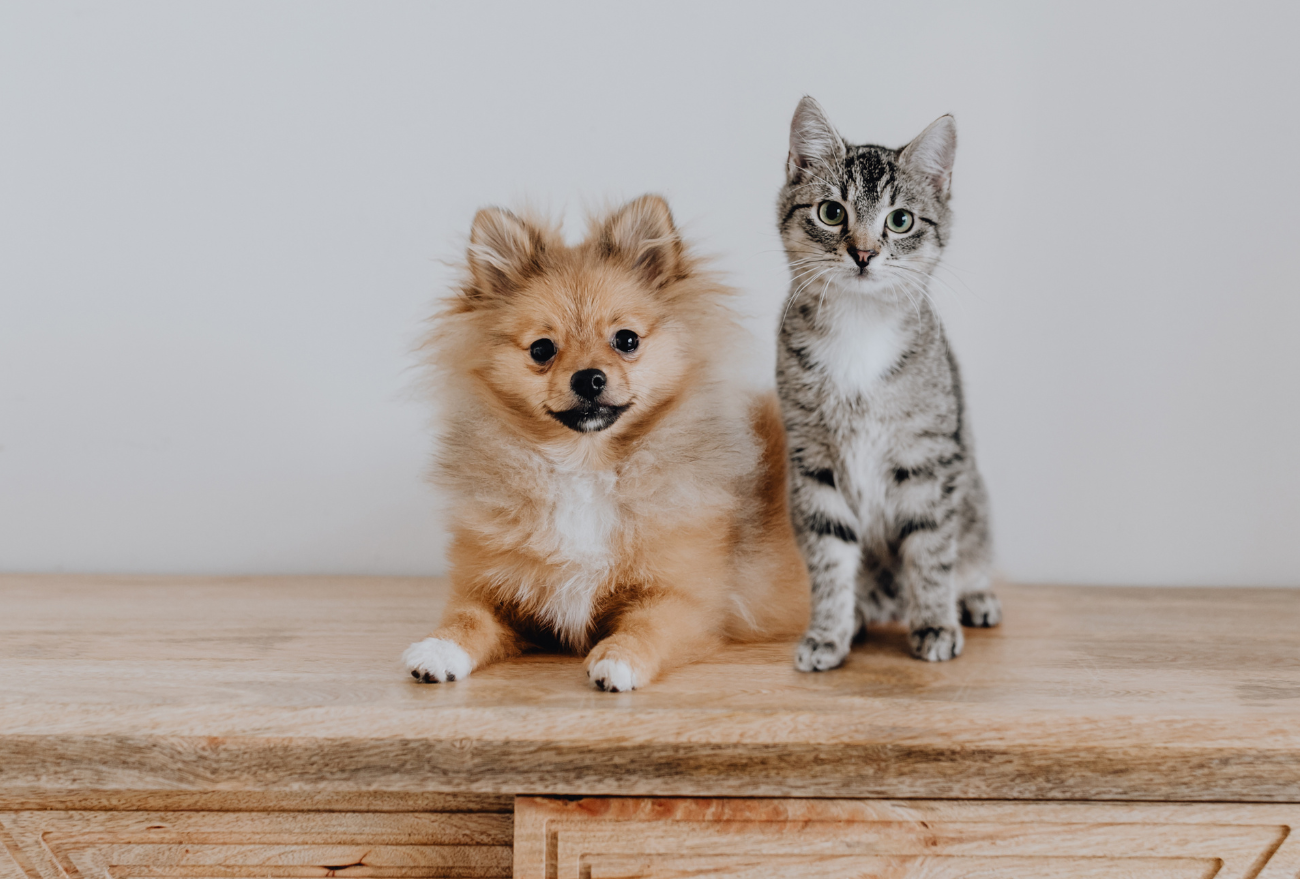 Abertas as inscrições para a 2° Etapa do Mutirão de Castração de Cães e Gatos