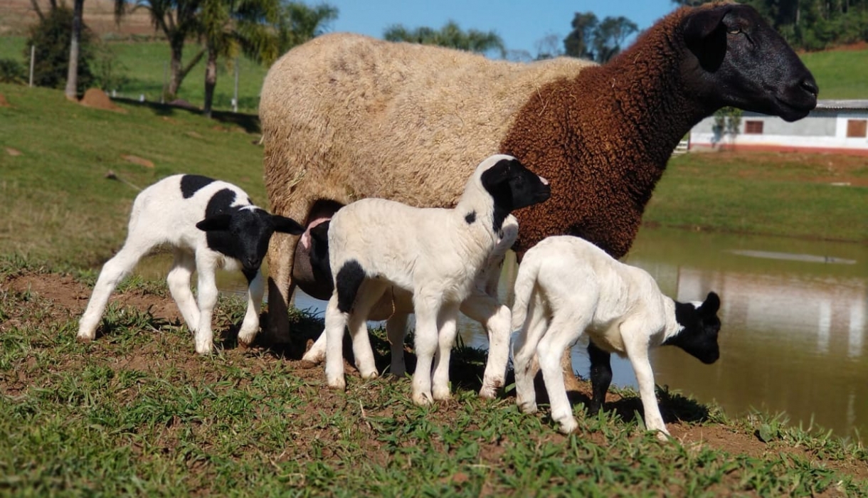 Fato inusitado: ovelha dá à luz a quadrigêmeos no interior de Concórdia