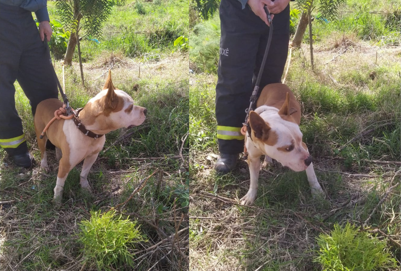 Populares acionam Corpo de Bombeiros devido cão solto na Vila União