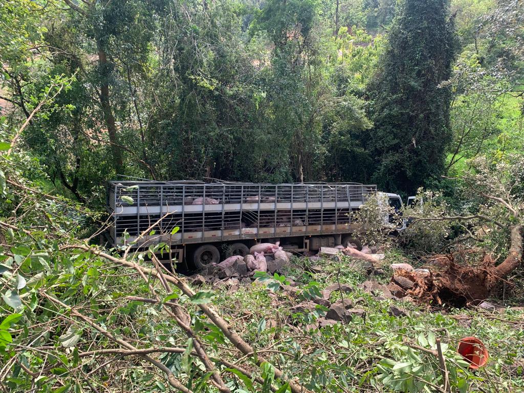 Caminhão carregado de suínos sai da pista e cai em ribanceira na BR-282