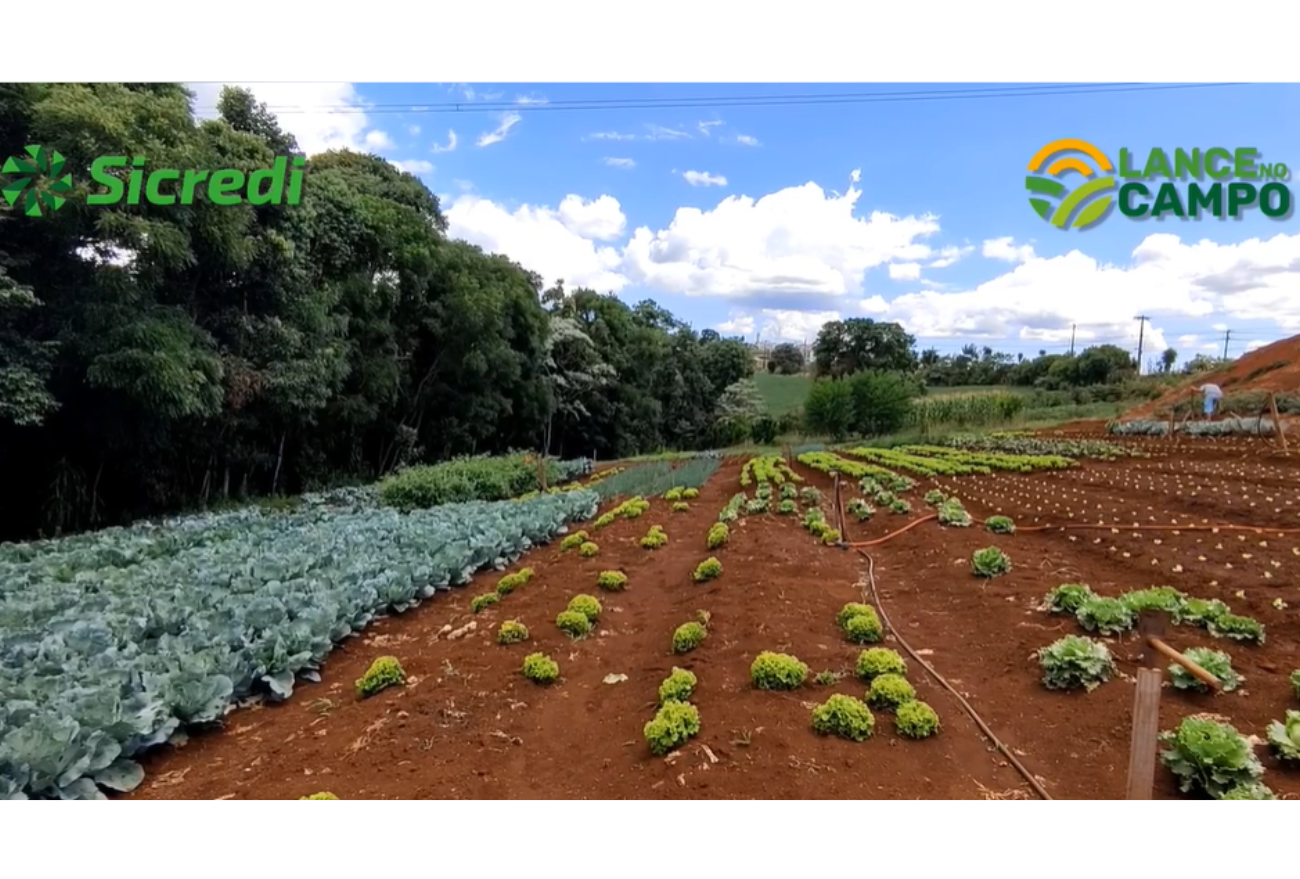 Lance no Campo: Missão SOS Vida Nova planta e revende hortaliças para se manter