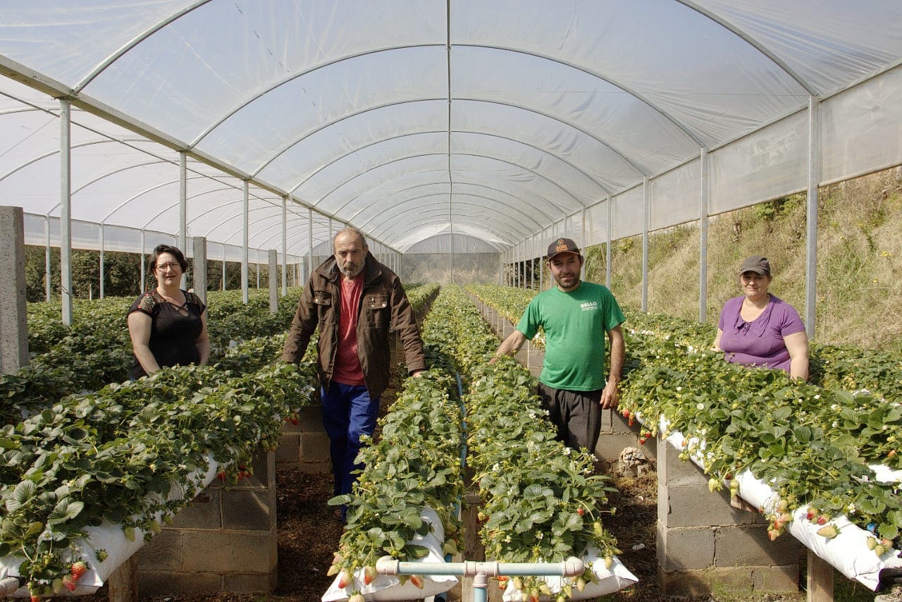 Lance no Campo: família se une para produzir morangos no interior de Xanxerê