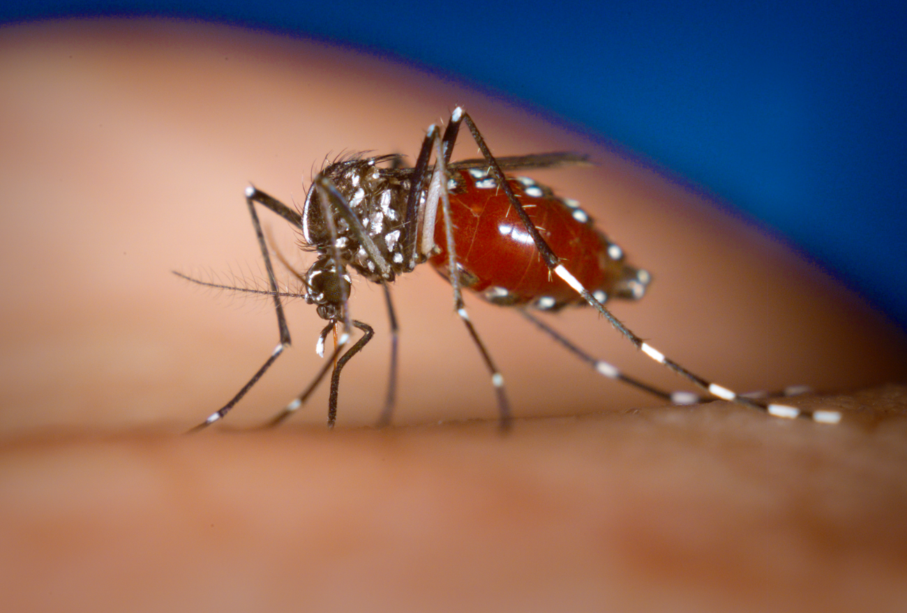 Secretaria de Saúde confirma 1º caso de Chikungunya em Xanxerê