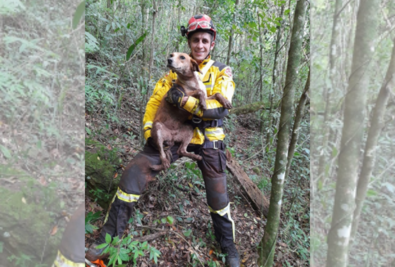 Bombeiros resgatam cão que caiu em fosso de sete metros