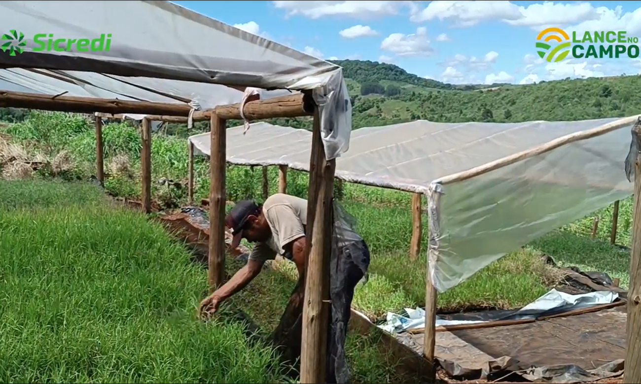 Lance no Campo: família de Vargeão aposta na produção de gramas da espécie tífton e estrela africana