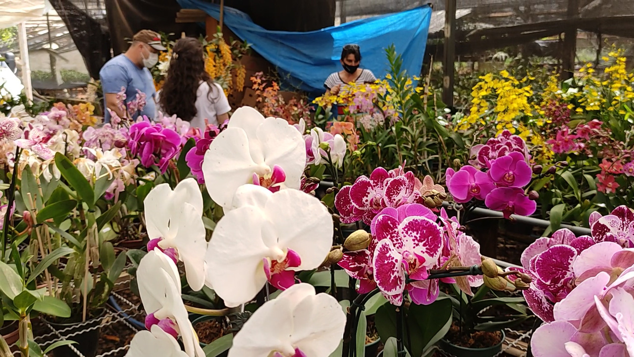 Lance no Campo: família transforma paixão por flores em negócio, em Xanxerê