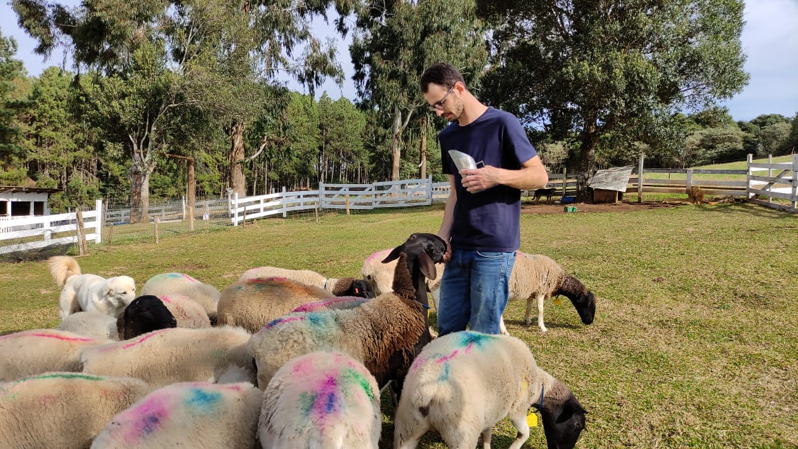 Retrospectiva Lance no Campo: pai e filho se dedicam a criação de ovelhas da raça Dorper