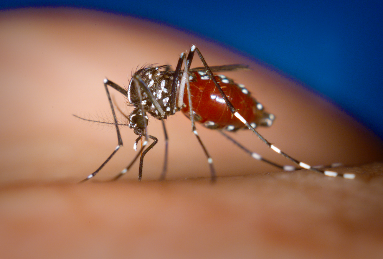 Ponte Serrada alerta para cuidados após ser considerada infestada pelo mosquito da Dengue