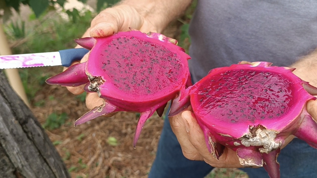 Lance no Campo: conheça a propriedade de Xanxerê que produz Pitaya, a fruta do dragão