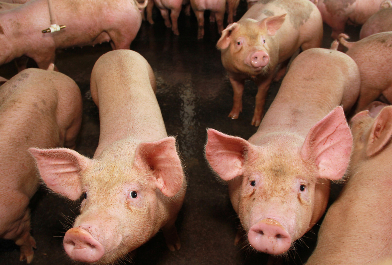 Santa Catarina fatura bilhões com recorde de exportações de carne de porco em 2022