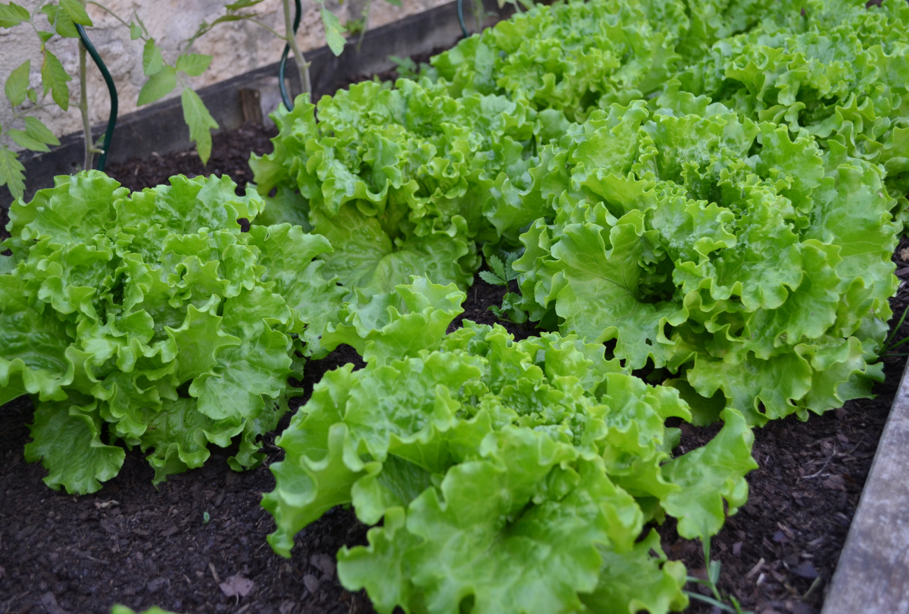 Lance no Campo: Família Pereira se dedica na produção de verduras há mais de 20 anos