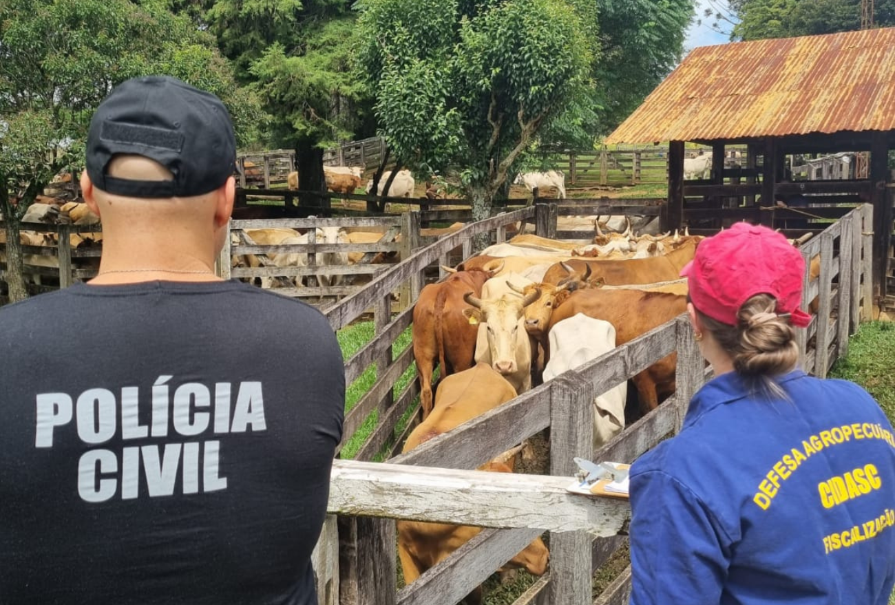 CAOAGRO da Polícia Civil e CIDASC realizam operação conjunta e identificam irregularidades sanitárias em rebanho bovino