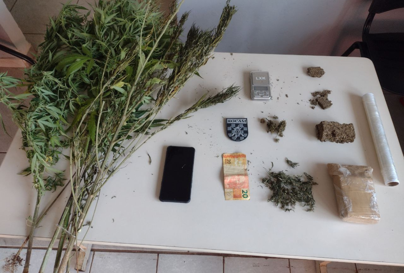 Homem é flagrado com plantio de maconha em sua residência em Chapecó