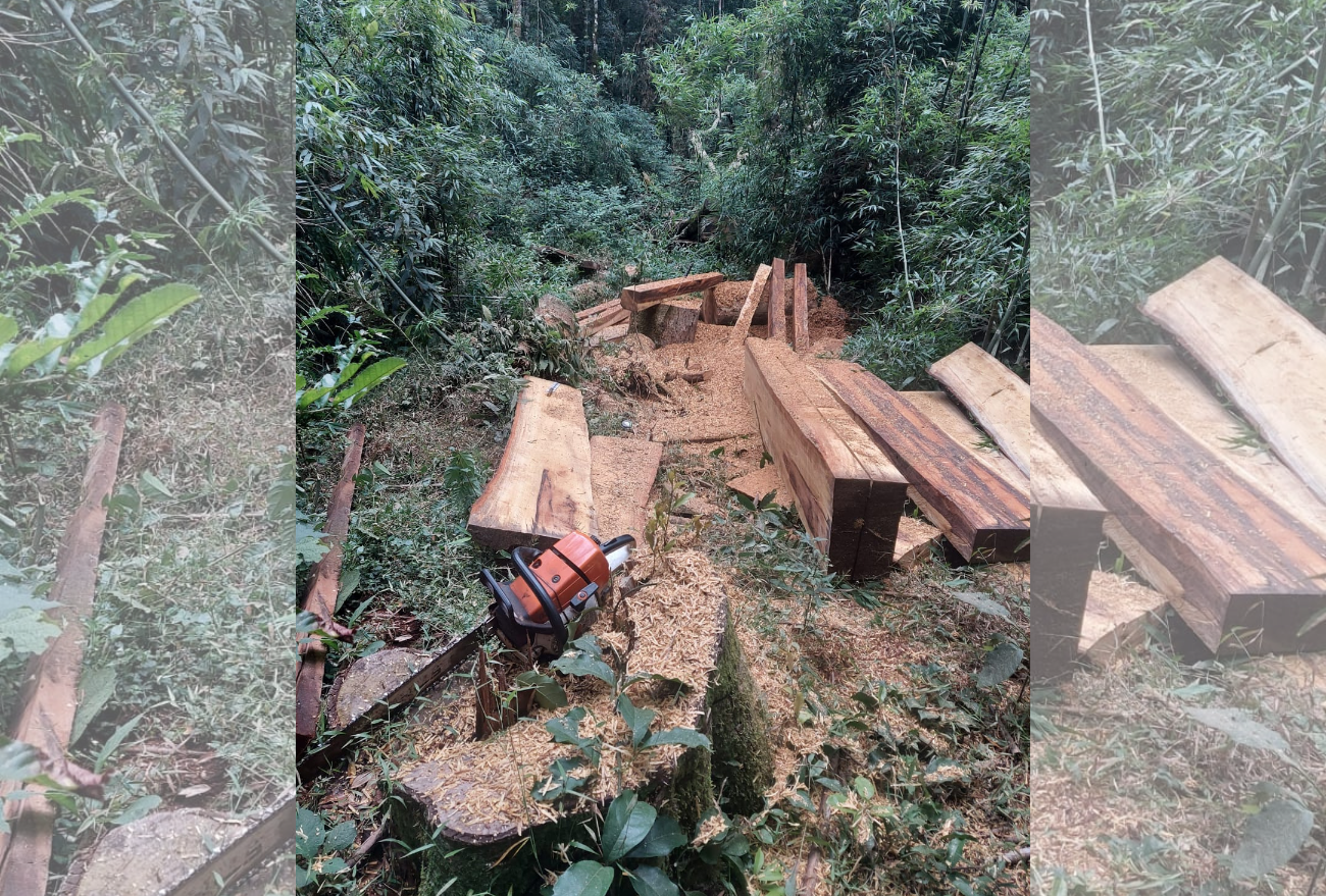 Polícia Civil de Abelardo Luz prende homem em flagrante por crime ambiental