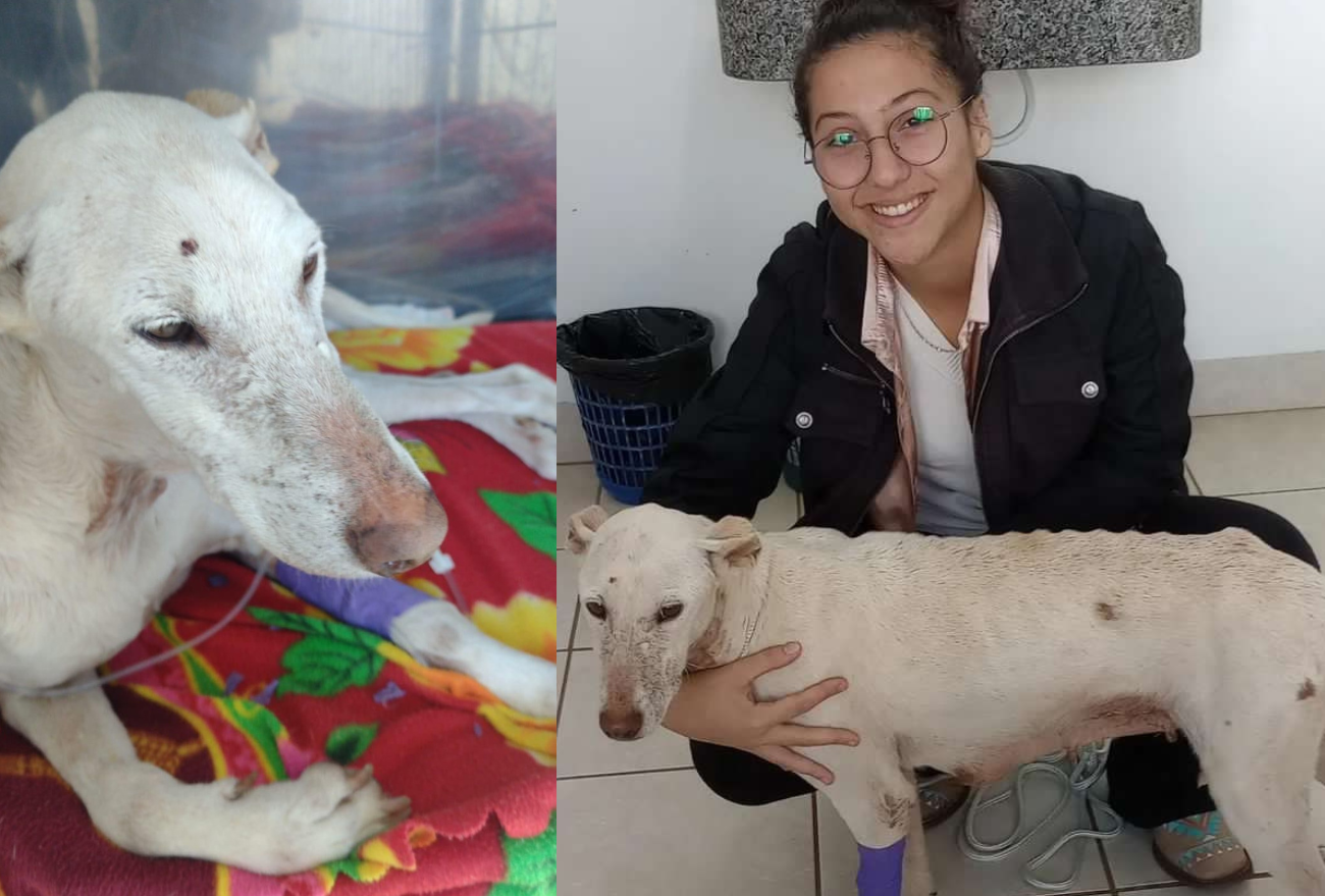 Rifa Solidária: Ajude a Cachorrinha Lupita em seu Tratamento Médico