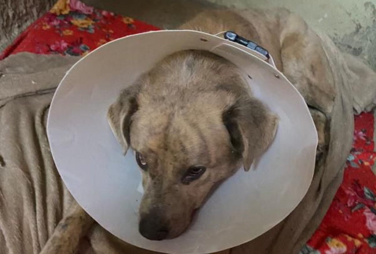 Cenas fortes: cachorro é resgatado por ONG após sofrer maus tratos em Ponte Serrada