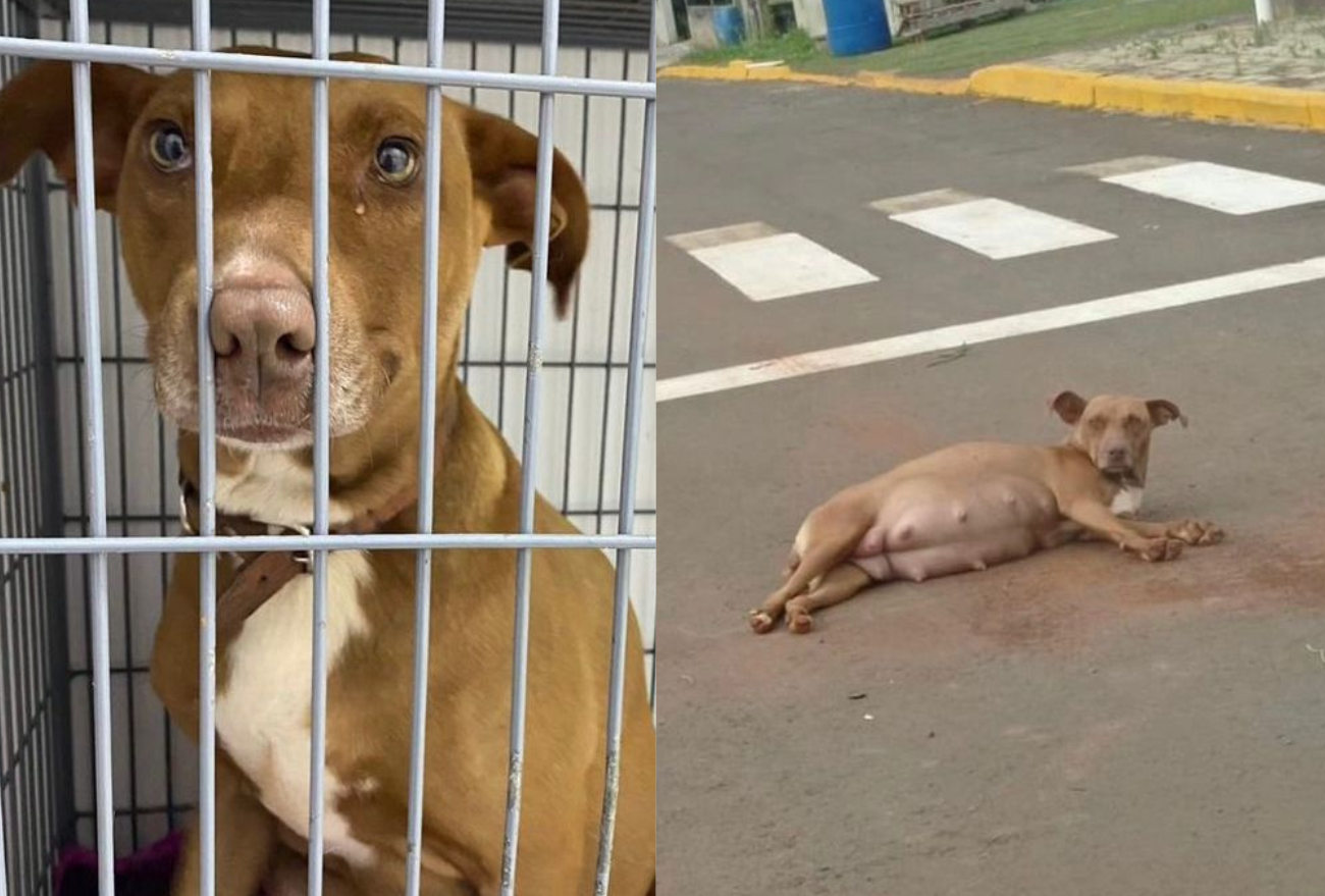 Associação Focinhos de Luz de Faxinal dos Guedes busca apoio para custos de cachorrinha grávida resgatada