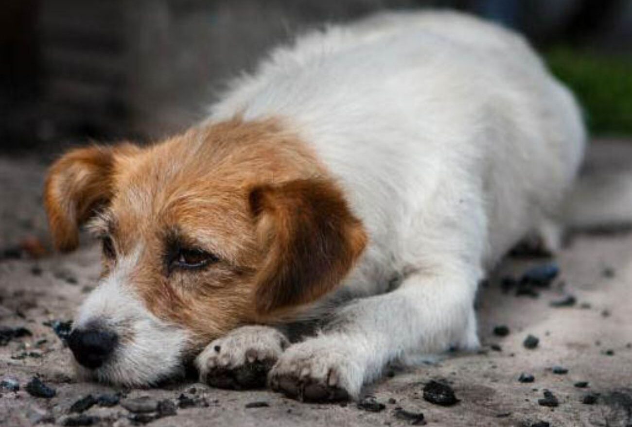 Pessoas flagradas abandonando animais em via pública poderão ser presas, em Faxinal dos Guedes