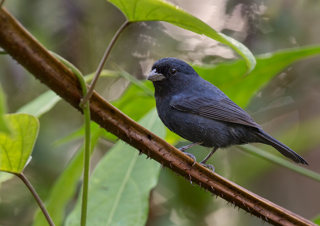 negrinho-do-mato macho (Amaurospiza moesta)